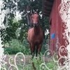 My horse hannahloveMJ photo