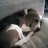 My other dog Emma. Shes a purebred Beagle. someone left her on the streets and i took her in. Ice_wolf photo