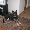I miss her, she was my dog, Reba, but she died 2010 BrunoMarsLover9 photo