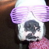 hahaha i put the glasses on my dog __someonetosave photo