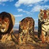 Cheetah,Lion, or Tiger darkdevil photo