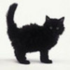 Black Kitty darkdevil photo