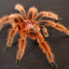 1 of 3 of my pet spiders  jblvr photo