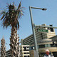 palm-tree-gurl's photo