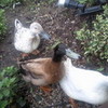 my ducks Mrs-Cullen2 photo