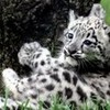 an adorable leopard cub Tabithafarrell photo