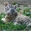 a dreamy tiger Tabithafarrell photo