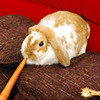 cute bunny salongirl photo