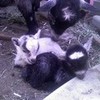baby goats i helped give birth to jasper7 photo