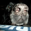 My OTHER dog, Jazz, the black lab.  meg687 photo