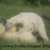 Polar Bears, Anana & Aurora - Taken @ Columbus Zoo, Ohio buddy2blogger photo