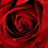 red rose..;-) anianef photo