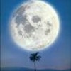 moon Sable364 photo