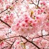 Sakura kazuki_super5 photo