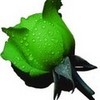 Green Rose and water droplets.some of my fave things... snowwhitesilver photo