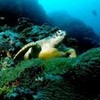 Love Sea Turtles! snowwhitesilver photo