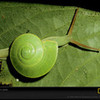 Green snail.....so cool! snowwhitesilver photo