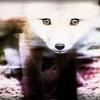 Foxy shadowgirl101 photo