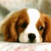 Cute Puppy<3 bobrien photo
