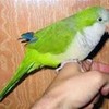 This is a picture of my pet Quaker parrot, Joey. wolfie900 photo
