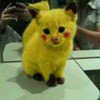 Meow, pikachu. Meow. Pokemonfan011 photo