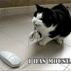 A funny cat – mouse picture…. oh wait, isn’t that your favourite computer mouse?! ocarinaman7 photo