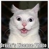 I will believe you when cats drive ocarinaman7 photo