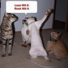 Join the party! Funny groovy cats! Dancing all the night!   ocarinaman7 photo