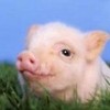 A cute pig!! Savy121 photo