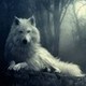 Wolflover5