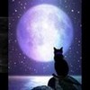 Moon Cat poniesaremybffs photo