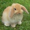 My bunny SuperFluff! kakalover photo