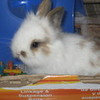 my baby bunny haleydawn8 photo