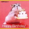 Happy Bdae hamster! winniemay photo