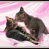 such adorable kitties (just 2 let u know these are sooo not mine) diva167 photo