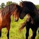 Horserider101's photo