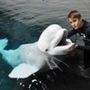 Justin Bieber with a dolphin  CallMeBieber photo