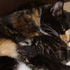 My cat, Maria, and her 5 kittens (tortie by her head (behind ear)) katialautnerxx photo