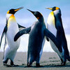 Penguins yay! stlouisfan photo