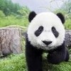  A fluffy Panda Bear named Marcus..!! TDIfanJai499 photo