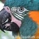 mrmacaw