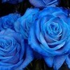 http://www.fanpop.com/spots/roses/images/29610654/title/blue-photo Nicki-was-here photo