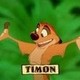 Timon-Meerkat