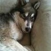 THIS IS MY WOLF(still a pup) forestanimal photo
