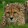  Cheetah278 photo