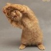 Dancing cat nero_drei photo