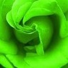 my fave color on a rose 1BTRfan photo