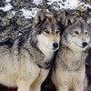 Wolvess <3 Ivyawesome photo