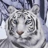 White Tiger potckool photo
