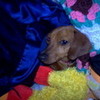 Awww, Penny in a bunch of Blankets!!! Cute! LaurenJasmine photo